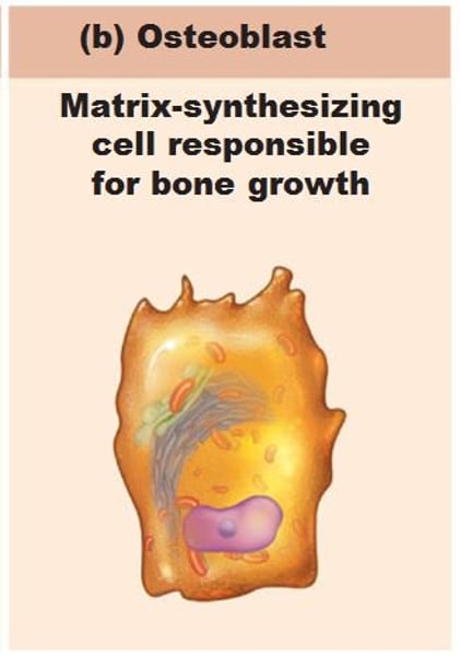 <p>bone forming cells which secrete (produces) the osteoid (specialized organic matrix) and then calcify it.</p>