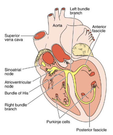 <ul><li><p>noncontractile, initiate, impulses</p></li></ul><p></p>