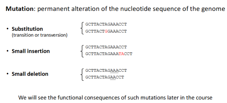 <ol><li><p><strong>Puntmutaties</strong> – verandering van één nucleotide:</p><ul><li><p><strong>Substitutie</strong>: één base vervangen door een andere.</p><ul><li><p><em>Silent</em>: aminozuur blijft hetzelfde.</p></li><li><p><em>Missense</em>: aminozuur verandert → eiwit kan veranderen.</p></li><li><p><em>Nonsense</em>: stopcodon → eiwit voortijdig afgebroken.</p></li></ul></li><li><p><strong>Insertie</strong>: 1 of meer nucleotiden toegevoegd.</p></li><li><p><strong>Deletie</strong>: 1 of meer nucleotiden verwijderd.</p></li></ul></li><li><p><strong>Frameshift-mutaties</strong> – insertie of deletie <strong>niet deelbaar door 3</strong> nucleotiden.</p><ul><li><p>Verandert het leesraam → vaak zwaar effect op eiwit.</p></li></ul></li><li><p><strong>Non-frameshift mutaties</strong> – insertie of deletie <strong>veelvoud van 3</strong> nucleotiden.</p><ul><li><p>Leesraam blijft intact → vaak milder effect.</p></li></ul></li><li><p><strong>Grote structurele mutaties</strong> – veranderingen in chromosoomdelen:</p><ul><li><p>Duplicatie: extra genkopieën.</p></li><li><p>Deletie: verlies van genen.</p></li><li><p>Inversie: DNA-fragment omgekeerd.</p></li><li><p>Translocatie: DNA-fragment naar ander chromosoom.</p></li><li><p>Crossing-over (meiose): genetische uitwisseling.</p></li></ul></li></ol><p></p>