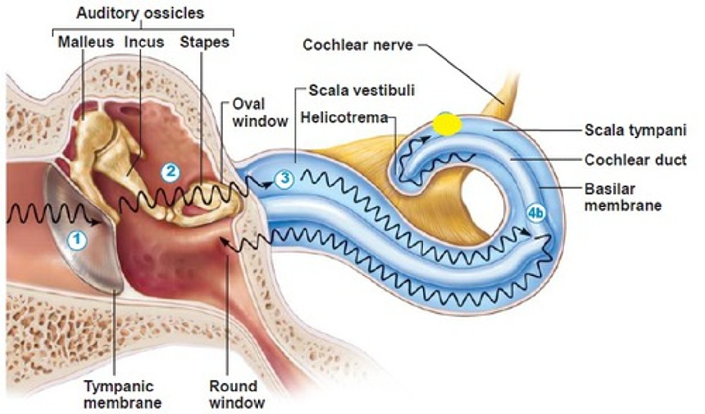 <p>the opening that connects the tympanic and vestibular canals at the apex of the cochlea</p>