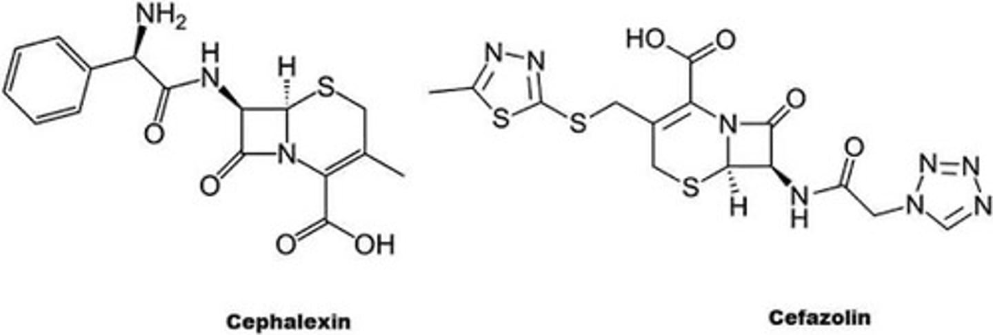 <p>Cefazolin/Cephalexin</p>