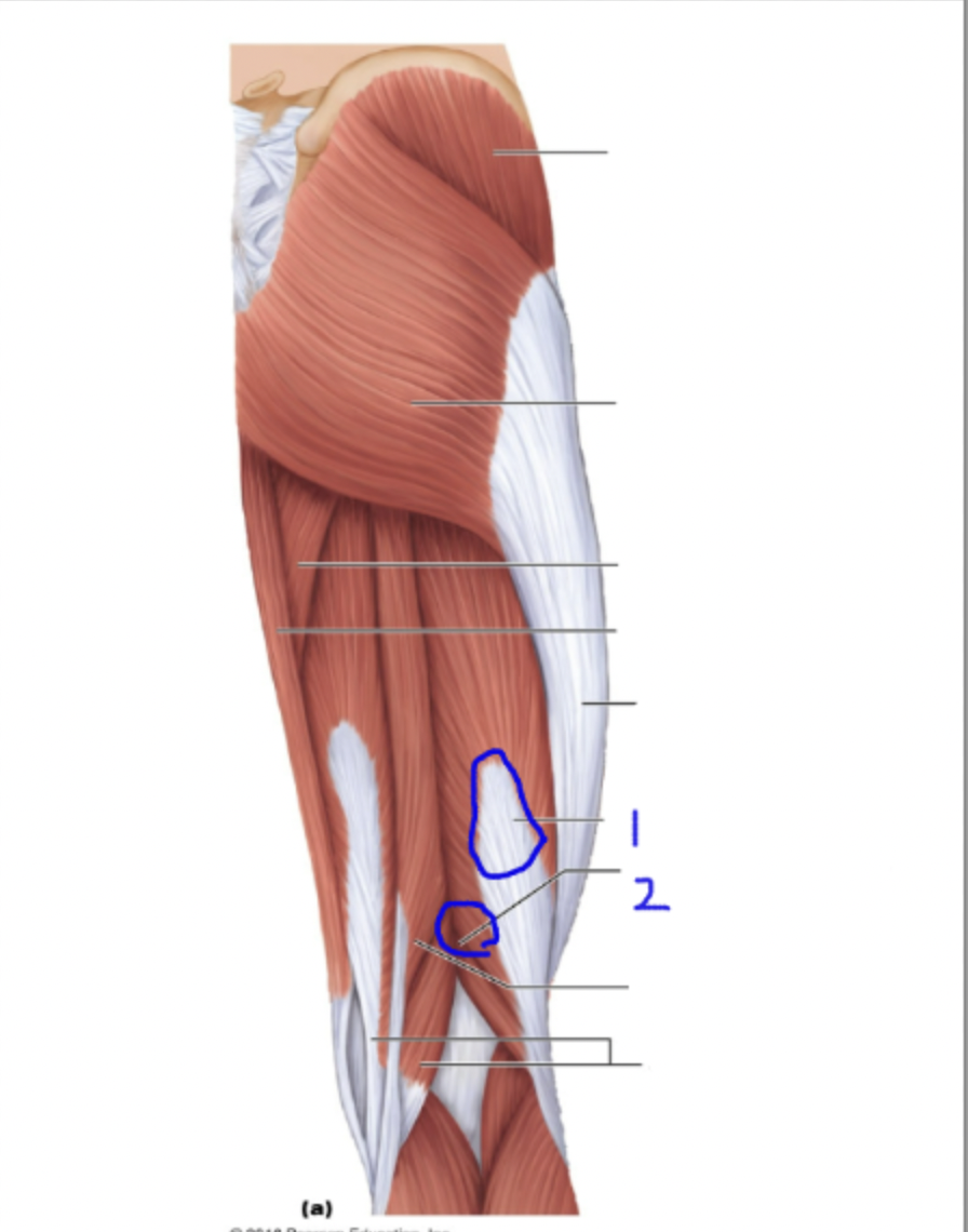 <ol><li><p>long head</p></li><li><p>short head</p></li></ol>