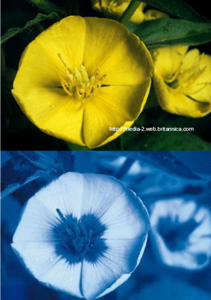 <p>Butterflies = attracted to BRIGHT COLOURS</p><p>Bees = red blind = attracted to YELLOW or BLUE</p><p>Nocturnal moths = attracted to HEAVY SCENTS released during night</p><p></p><p>Nectar guide (image)</p><p></p>