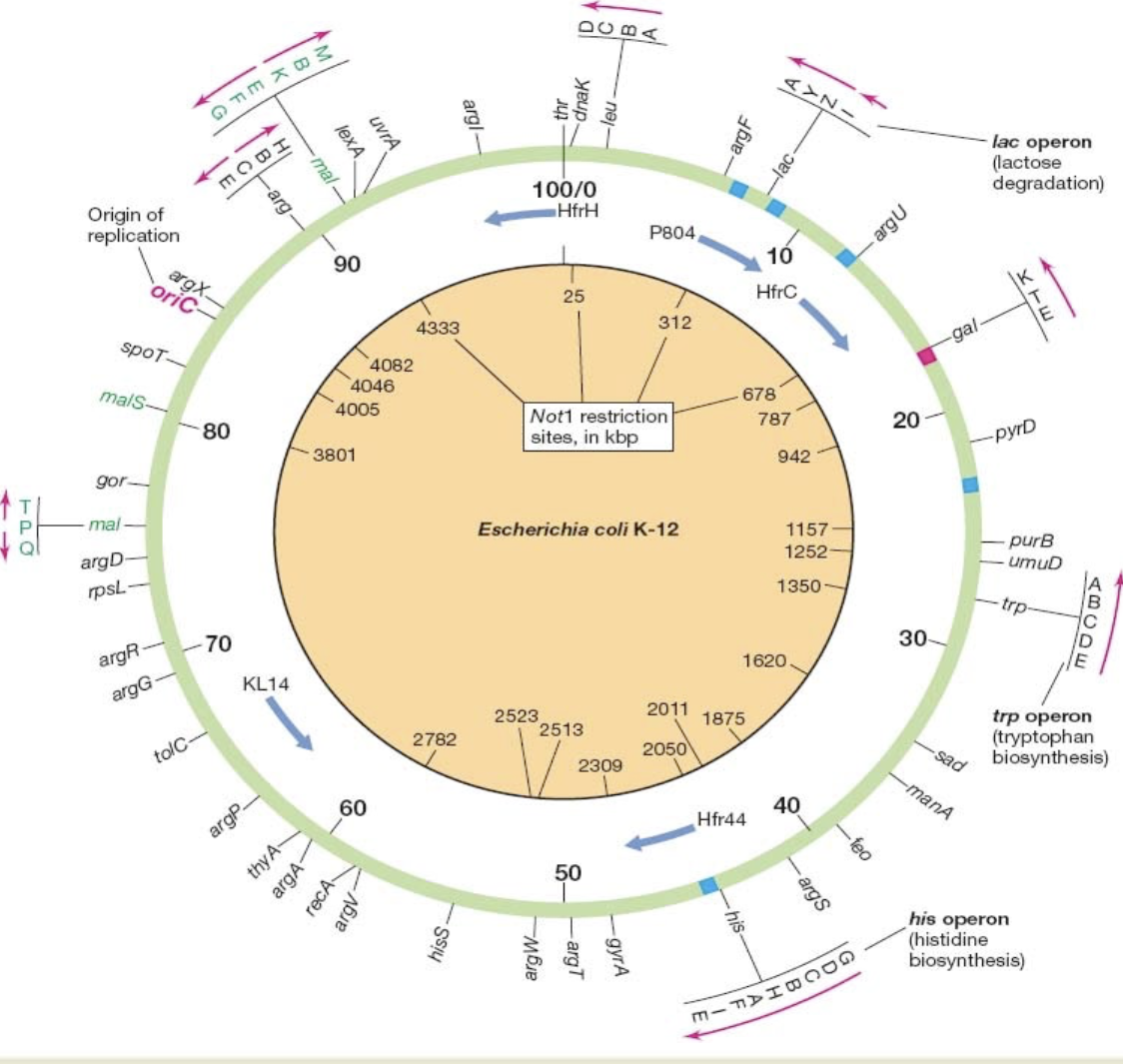 <p>Circular. 4,288 genes. Some genes + operons are shown outside. Order of transcription can be clockwise OR counterclockwise. Replication proceeds in BOTH directions from the origin at 84.3 min. Restriction sites shown inside are for Not1. Some Hfr origins are also shown. </p>