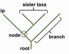 <p>Share same most recent common ancestor. </p>