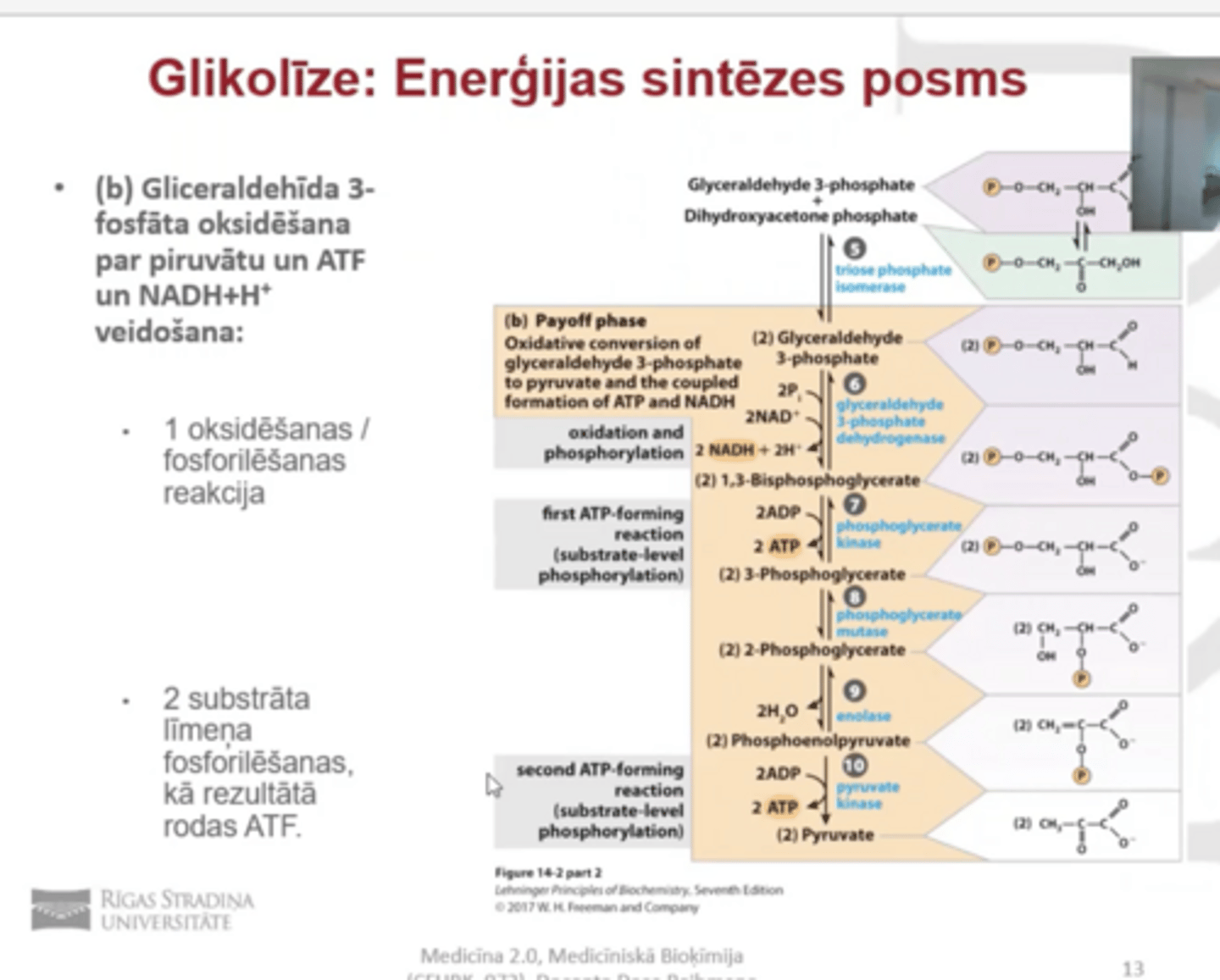 <p>5 reakcijas</p><p>viena- oksidēšanas- fosforalizēšanas reakcija</p><p>divas substrāta līmeņa fosforalizēšanas, kā rezultātā rodas atf</p>