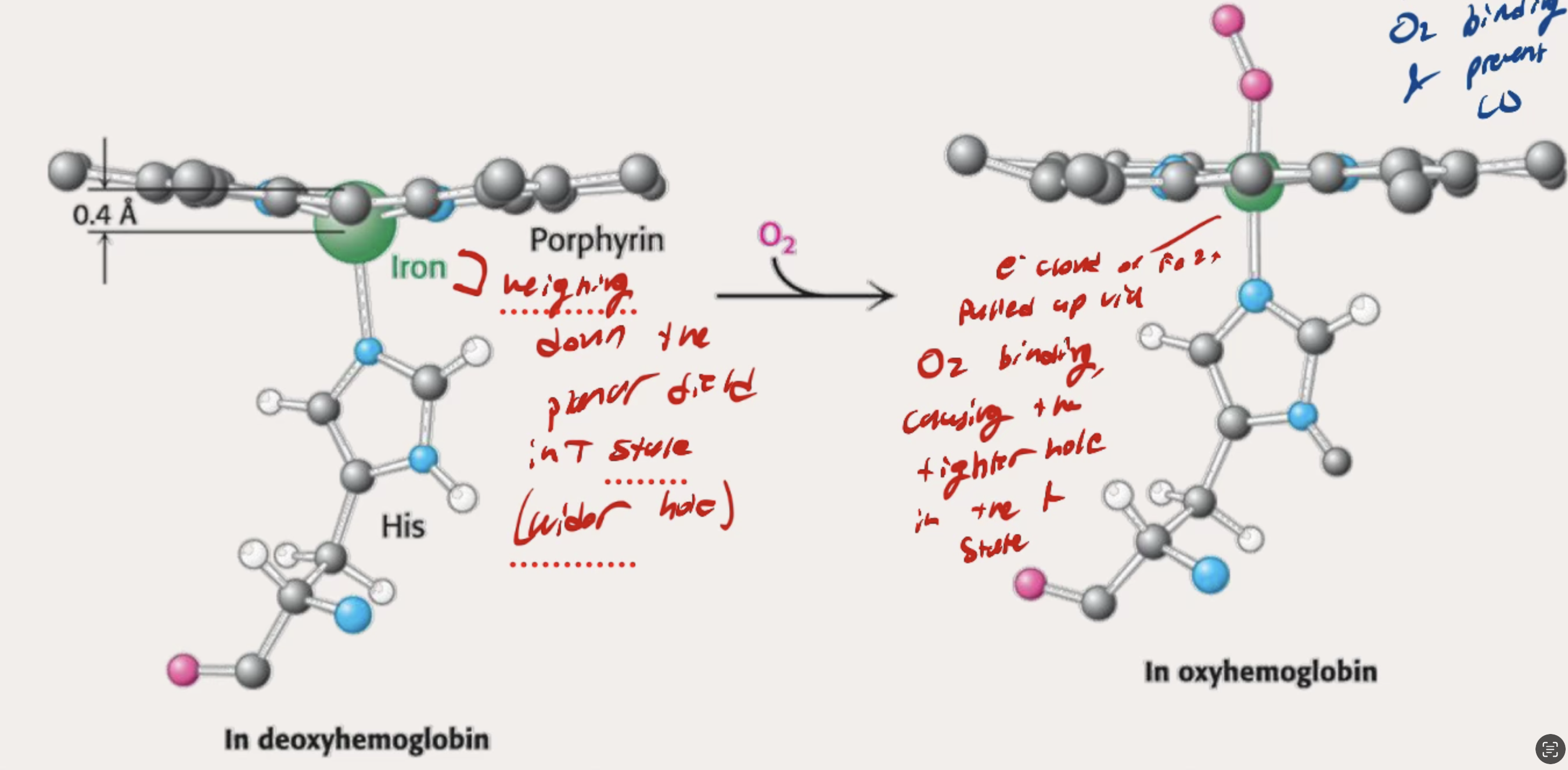 <p>The iron weighing down the planar field in the T state causes teh wider hole in the protein. </p><p></p><p>O2 binding pulls up the Iron which causes change throughout protein to have a tighter hole in the R state</p>