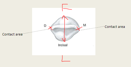 <p>Have contact areas located about in the middle (faciolingually) when you look at an incisal view. </p>