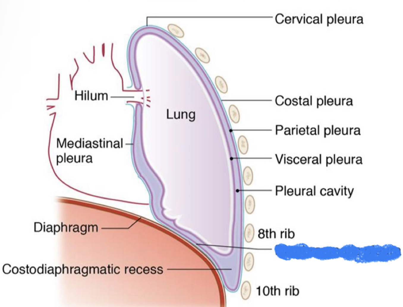 What structure is highlighted in blue?