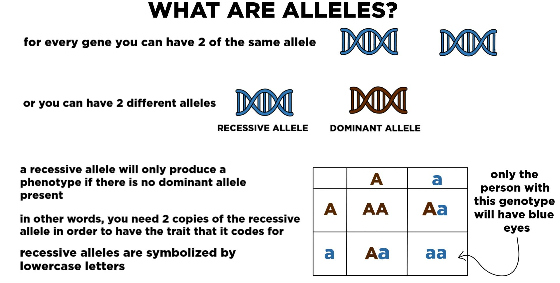 <p>Allele that is often hidden or overshadowed by dominant allele</p>