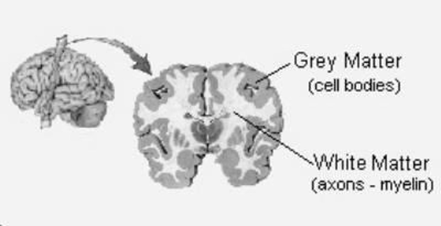 <p>Grey matter is on the outside (cortex) and white matter is on the inside (medulla).</p>