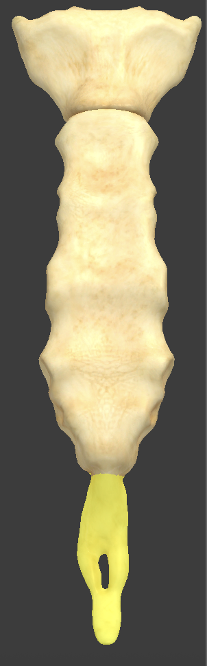 <p>smaller, inferior end of the sternum</p>