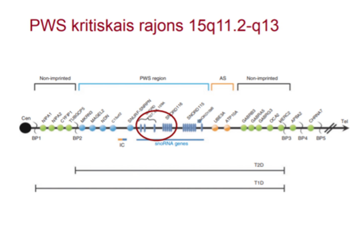 <p>Dažiem PWS pacientiem tika noteiktas mazākas atipiskas delēcijas, kas ļāva samazināt PWS kritisko reģionu līdz 91 kb, kas iekļāva SNORD109A, SNORD116 un IPW20 gēnus.</p><p>Lai gan nav zināmi PWS pacienti tikai ar SNORD116 gēna delēciju, peļu modeļi parādīja, ka Snord116 delēcija ir pietiekama, lai izraisītu PWS</p>