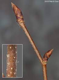 <p>ovate, simple, double-serrated, velvety leaf</p><p>catkin fruit that looks like hops</p><p>slow growing very dense wood</p><p>vertical, long, moderately fissured in “furry” bark</p><p>native and fairly urban tolerant </p>