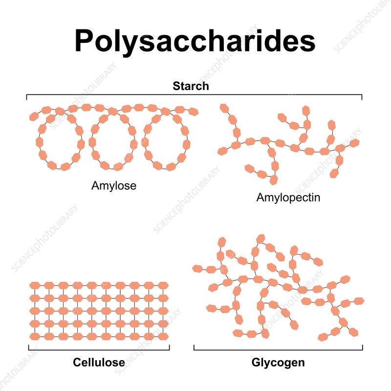 <p>What role do monomers play in the formation of polysaccharides (large complex carbohydrates made up of many smaller sugar molecules (monomers) linked together)?</p>