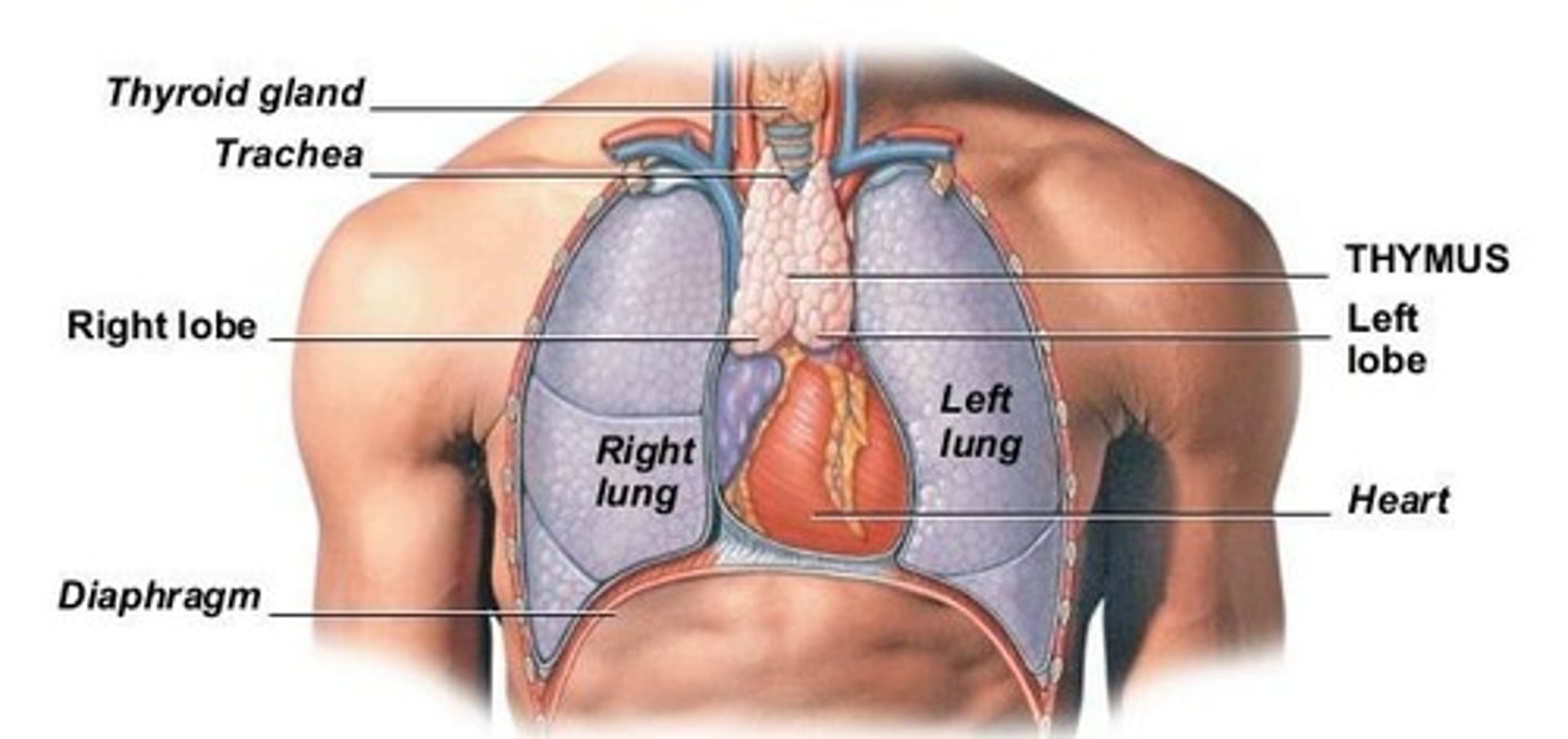 <p>Thymus and red bone marrow.</p>