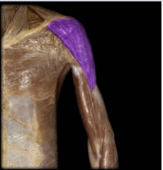 <p>Flexes, medially rotates, abducts, extends, and laterally rotates the arm.</p>