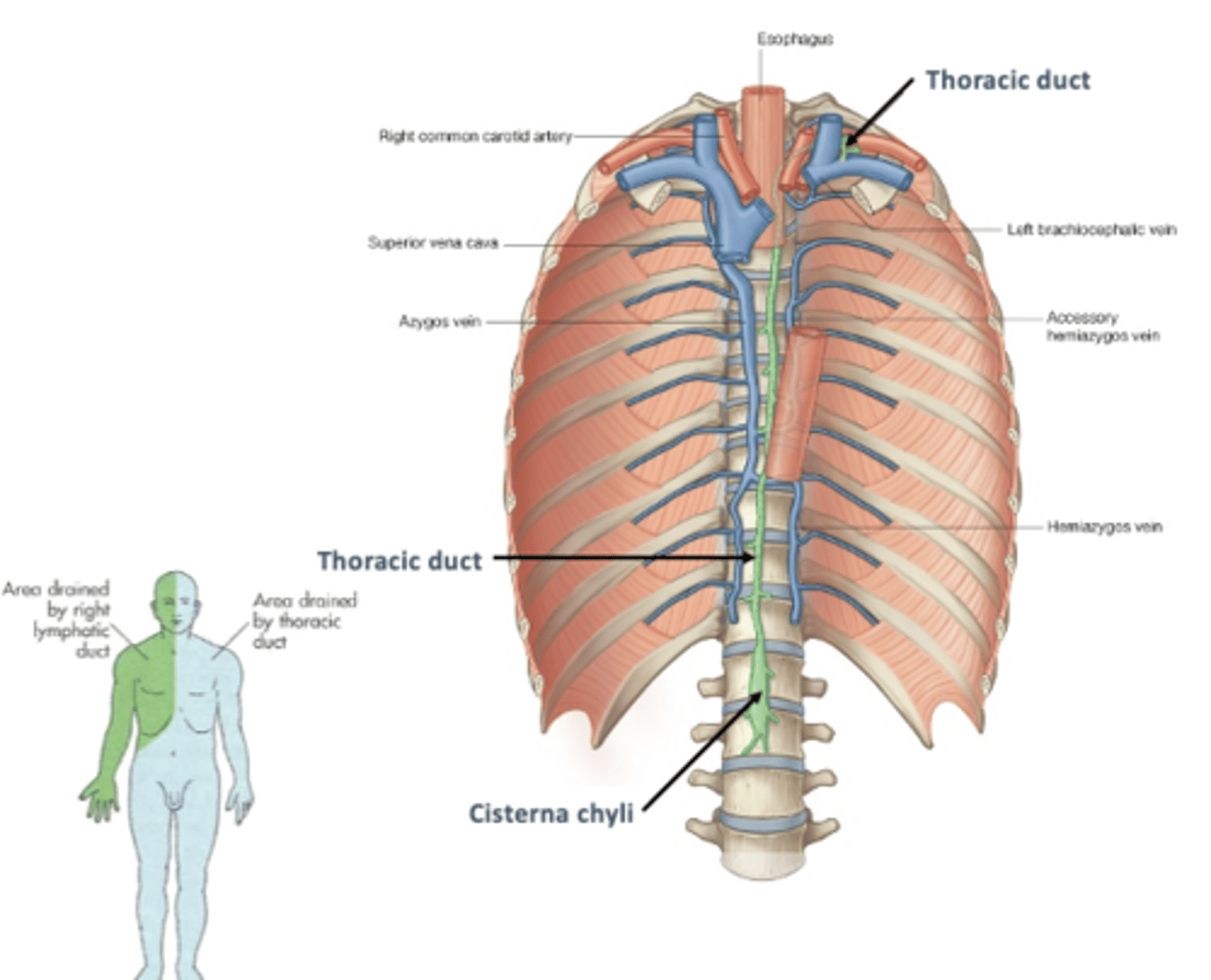 <p>at cisterna chyli in abdomen</p><p>-passes thru aortic hiatus to enter thorax</p><p>-ascends along thoracic vertebral bodies posterior to esophagus</p><p>-receives lymph from left bronchomediastinal, subclavian, and jugular lymphatic trunks</p><p>-terminates into left venous angle</p>