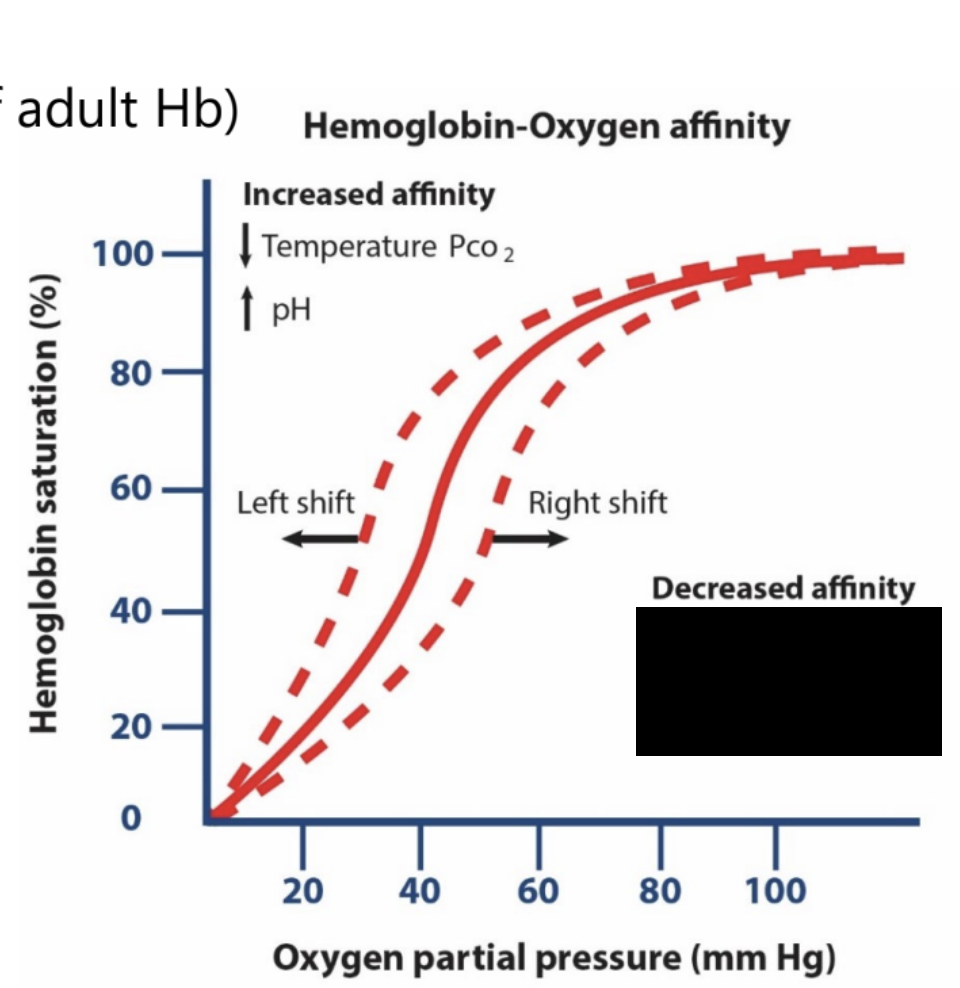 <p><strong>hemoglobin: hemoglobin-oxygen affinity</strong></p><ul><li><p>decreased affinity is associated with that changes in the sigmoidal curve?</p></li></ul><p></p>