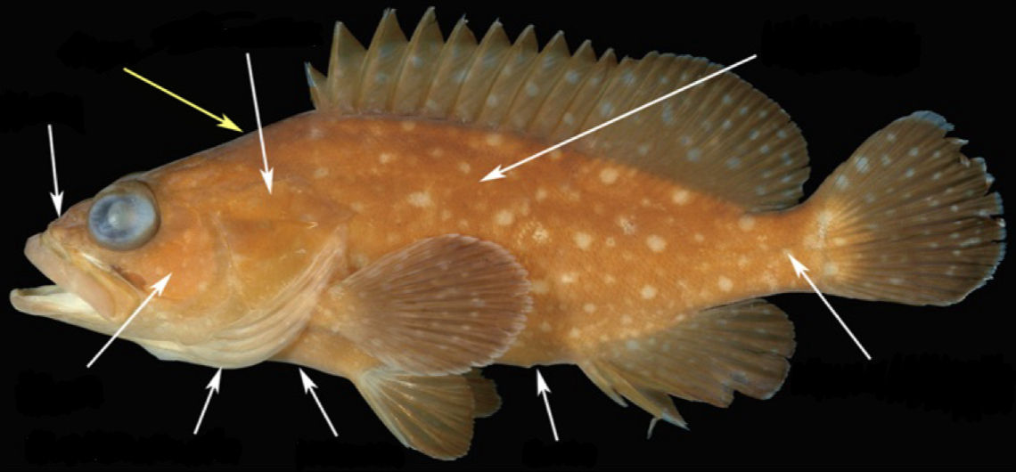 <p>What part of the fish is this?</p>