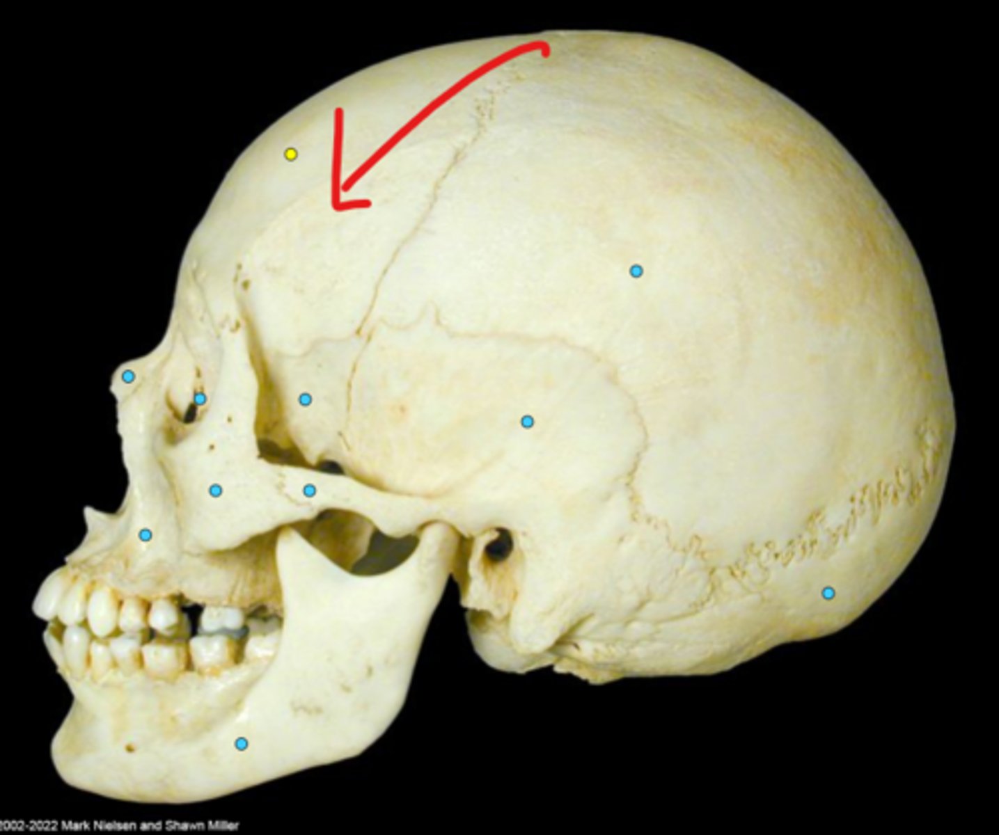 knowt flashcard image