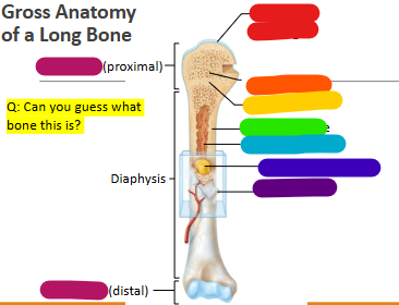 <p>Label magenta</p>