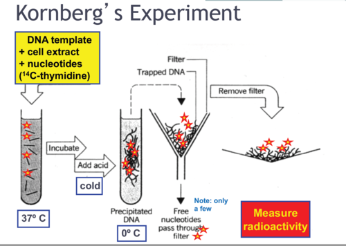 <p>determined that the components necessary for DNA replication were the template, primer, DNA nucleotides (dNTPs) and DNA polymerase I</p>