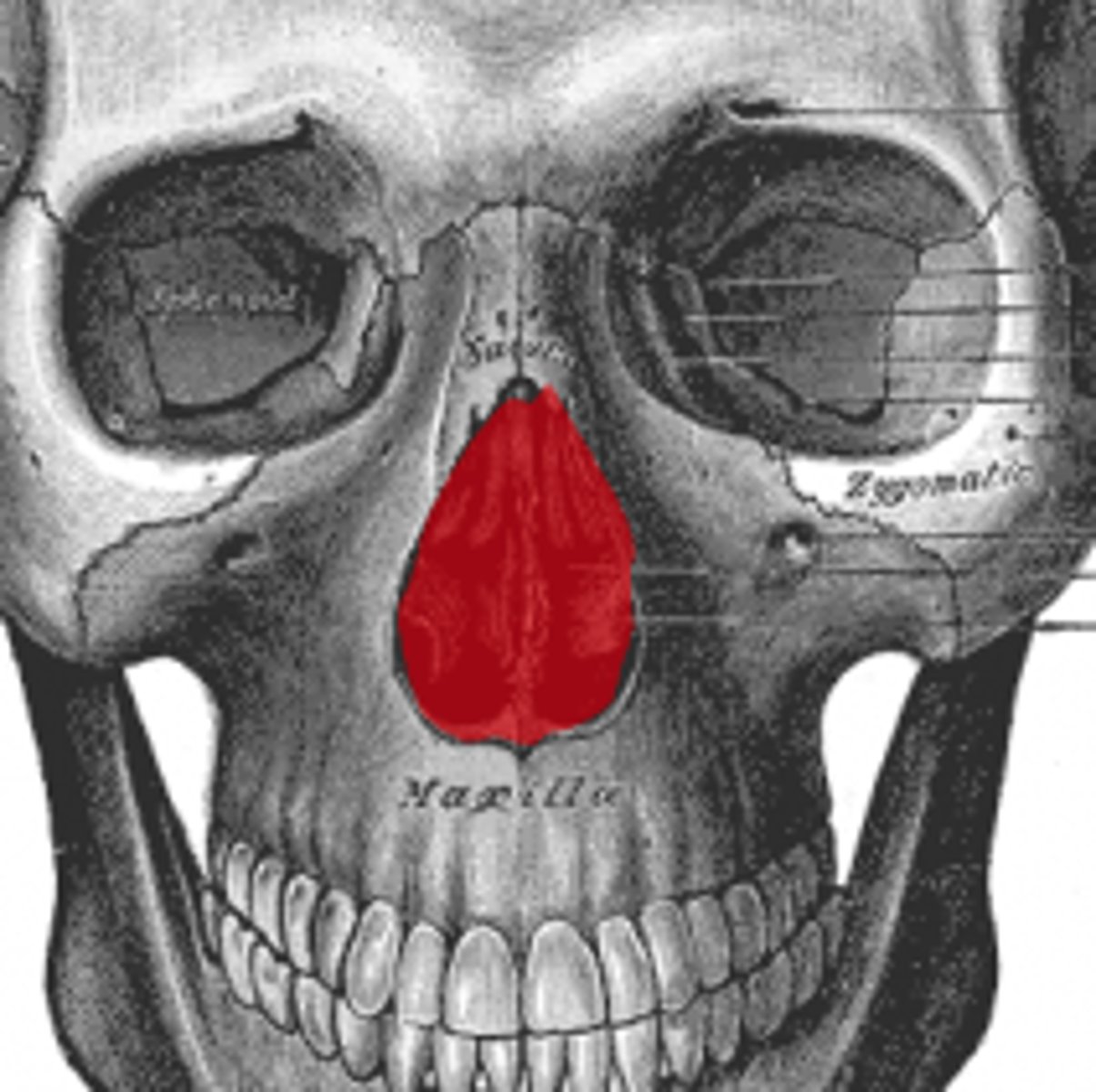 <p>The anterior opening of the nasal cavity</p>