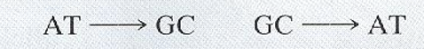 <p>What DNA level mutation is this image an example of?</p>