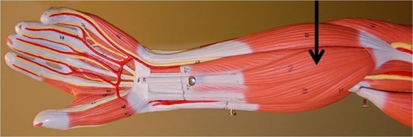 <p>between flexor carpii radialis and ulnaris</p>
