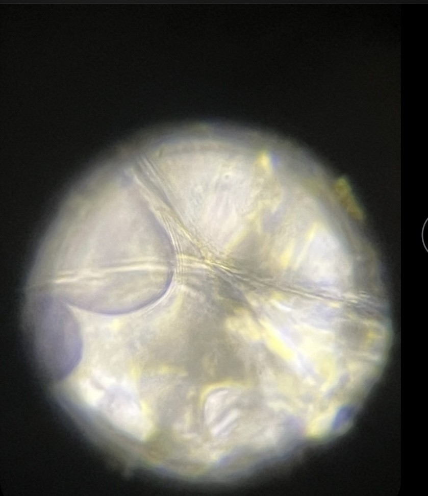 <p>What is the organism and is it prokaryotic or eukaryotic? State if photosynthetic</p>