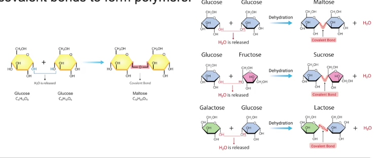 <p>Is the fundamental, indivisible units of carbohydrates, also called simple sugars, and the serve as essential energy sources end building blocks for more complex sugars like disaccharides and polysaccharides.</p><p>And their monomer are connected by covalent bond to form polymers.</p><p>Key example include glucose, fructose, and galactose, which are water-solube and often colorless, they are often characterized by their chemical formula (CH2O). </p>