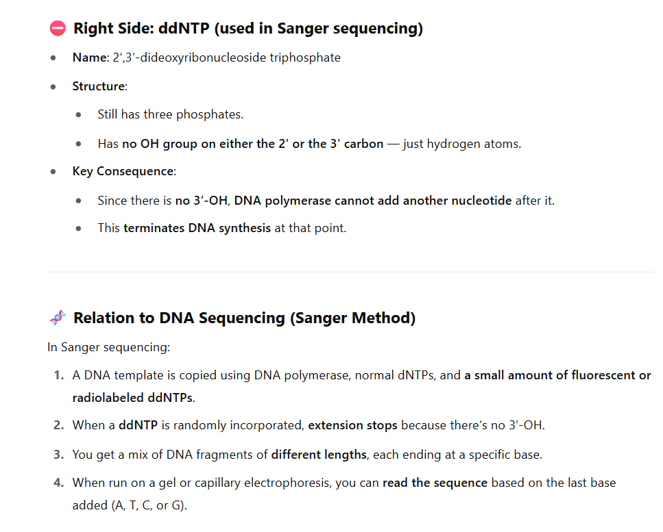 <p><span style="color: #000000">2',3'-Dideoxyribonucleoside Triphosphates - used in DNA sequencing</span></p><p>These are the <strong>chain-terminating nucleotides</strong> used in <strong>Sanger sequencing</strong>. The slide compares them to <strong>normal DNA nucleotides</strong> (dNTPs), which allow DNA to be extended.</p>