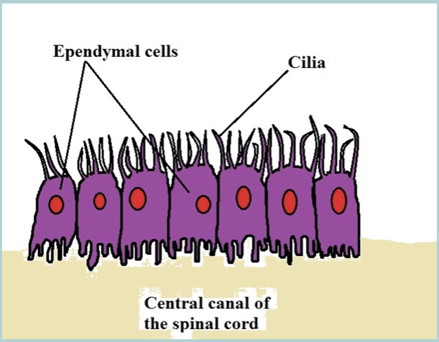 <ul><li><p>Line the VENTRICLES&nbsp;</p></li><li><p>Help generate CEREBROSPINAL FLUID (CSF) and create/assist the FLOW of the fluid</p></li></ul><p></p>