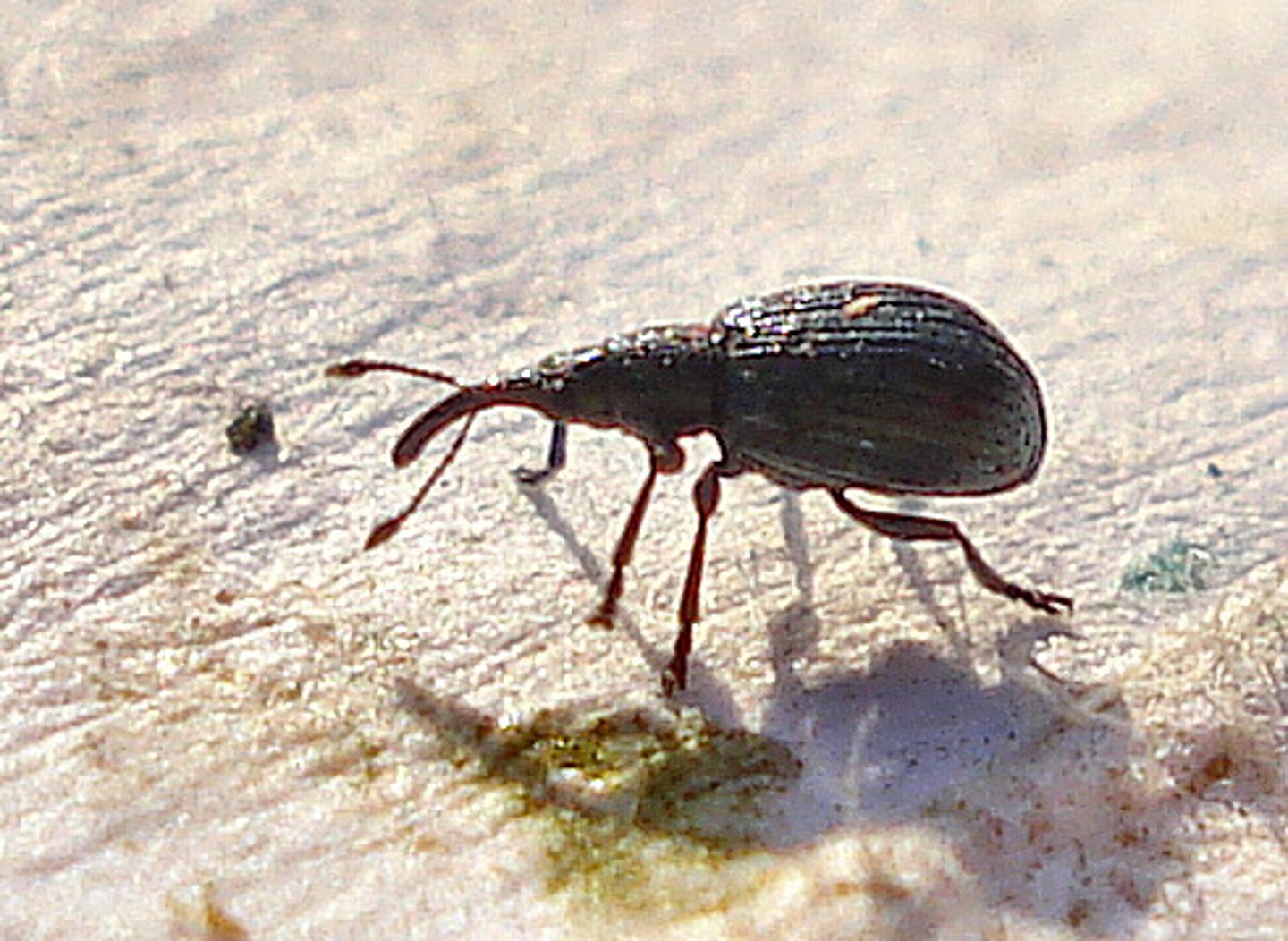 <p>Family Curculionidae</p><p>- One of the largest animal families in existence (&gt;80K species)</p><p>- Distinctive morphology!</p><p>- Long snout and geniculate antennae</p><p>- Serious pests w/ narrow host range</p><p>Boll Weevil: Major pest of cotton</p>