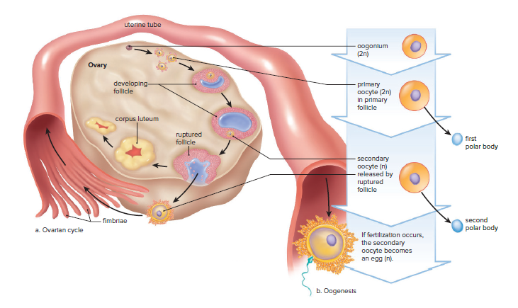 Ovarian cycle and oogenesis.