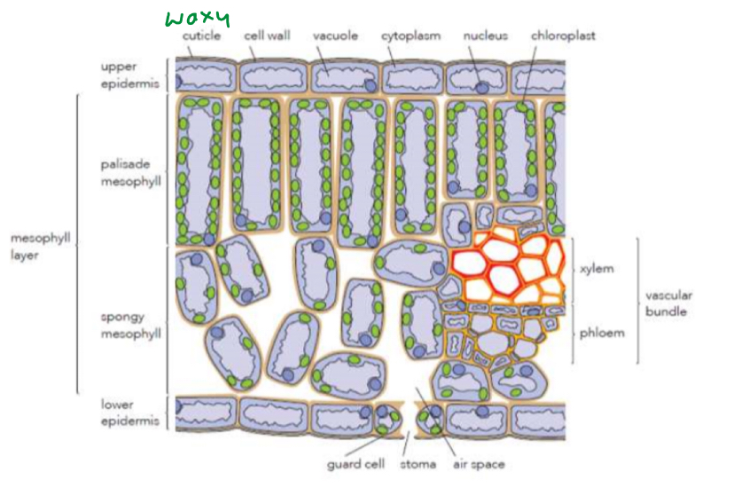 <ul><li><p>Waxy cuticle/guard cells → reduce water loss</p></li><li><p>Palisade mesophyll→ stacked (closely packed) lots of them in small space for max light absorption</p></li><li><p>Spongy mesophyll→ air spaces provide a quicker diffusion pathway</p></li></ul><p></p>
