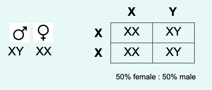 <p>» Because females have two X chromosomes, they may have <strong>heterozygous</strong> X chromosome alleles.</p><p>» Males with XY have only one copy of a gene — they are <strong>hemizygous</strong>.</p><p>» This difference generates a special type of inheritance called sex-linked inheritance.</p>