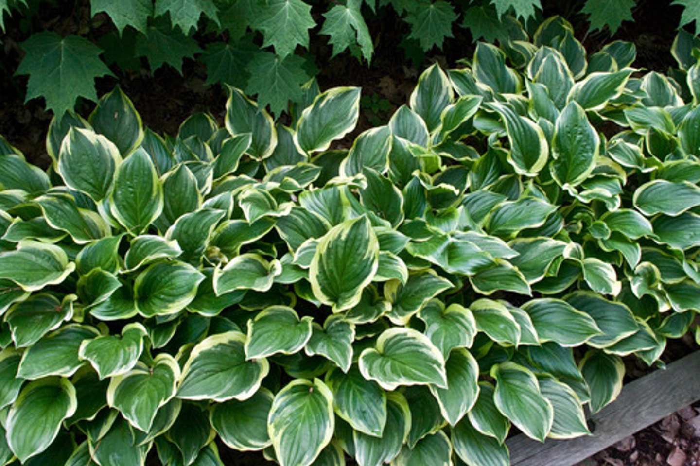<p>Herbaceous perennial that forms a clump.</p><p>Primarily grown for their ornamental foliage.</p><p>Variety of leaf shapes, sizes, colors and textures form a rounded to spreading mound of foliage.</p><p>Bell or funnel-shaped flowers.</p><p>Blooms in late spring or summer on vertical, unbranched, usually leafless stems.</p><p>Stems with flowers rise upward from the crown or rootstock often well above the foliage mound.</p>