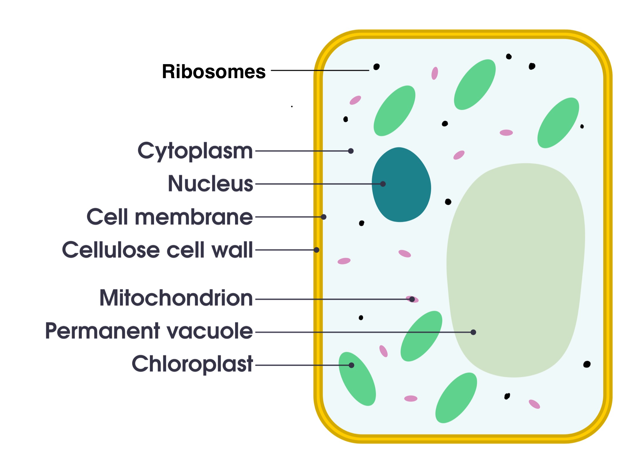 <ul><li><p>Cell wall</p></li><li><p>chloroplast </p></li><li><p>Vacuole</p></li></ul><p></p>