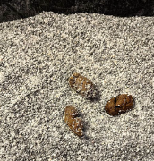 <p>-tenesmus (may pass small amounts of liquid stool)</p><p>-dry, hard pelleted feces</p>