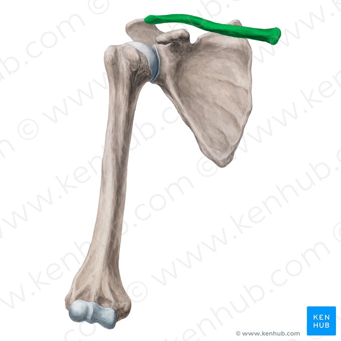 <p>Schlüsselbein</p>