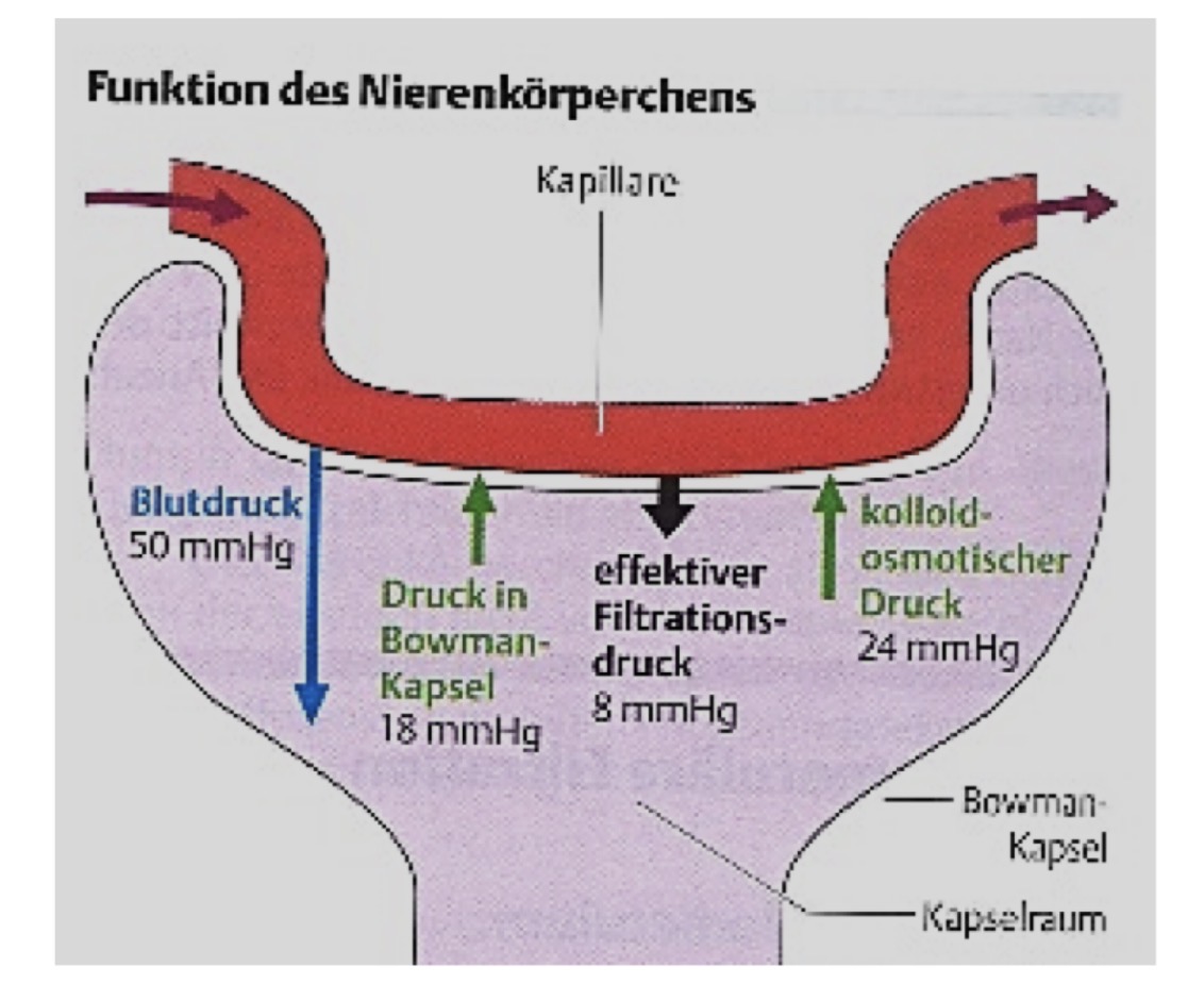 <p>In den Kapillaren des Glomerulum sinkt der Druck bis am 50mmh. Dies kann aufgrund gegendrücke nicht ganz zur Filtration genutzt werden. Der hydrostatische Druck (aus der Bowmanschen Kapsel) und der kolloidosmotische Druck drücken gegen. Es wird ein MAP von mind. 60mmhg gebraucht um die Filtration zu gewährleisten.</p><p>. </p>