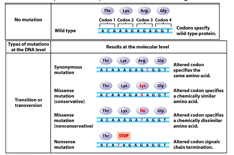 <p>- genetic code is redundant but not ambiguous</p><p>At the protein level variants:</p><p>- Synonymous (silent)</p><p>- Missense (conservative or nonconservative): different amino acid. Conservative missense means amino acid substitution is of a similar chemistry, nonconservative means its not</p><p>- Nonsense: insertion of a stop codon</p><p>- Frameshift: indel change, incorrect reading frame</p><p>- TAG or UAG is the stop codon</p>