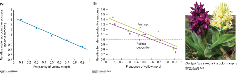 <p>the fitness of an allele/genotype/phenotype decreases as it becomes more common (rarity is favored)</p>