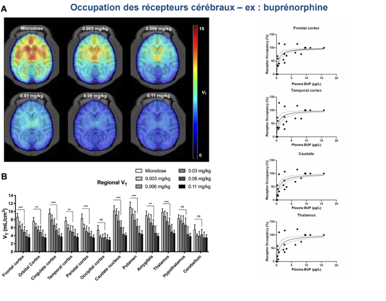 <p>On a rendu radioactive la buprénorphine. On a ensuite mesuré le taux d’occupation des récepteurs opioides après administration de buprénorphine. Au delà de 2mg pour un individu de 70 kg, on a quasiment une occupation totale des récepteurs opioïdes</p><p>→<strong>Ca permet de voir si on a des médicaments qui vont être efficaces à petite dose ou si on peut espérer avoir une augmentation de l’effet en augmentant les doses</strong></p><p>→<u>Avantage de cette technique :</u> infos très précises sans avoir à découper des cerveaux</p>