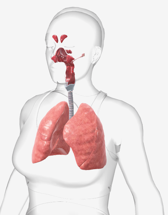 <p><span>To deliver oxygen to the body and expels CO2 from the body.</span></p>