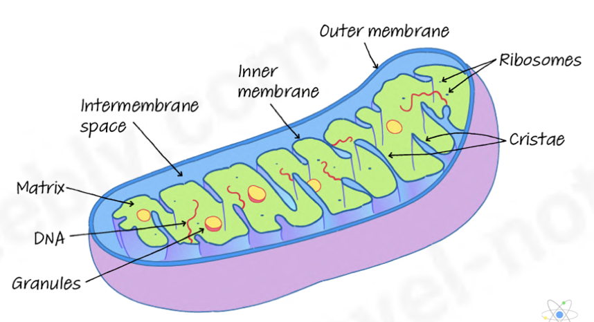 <ul><li><p>carries out aerobic respiration</p></li><li><p>synthesises ATP (adenosine triphosphate)</p></li><li><p>transfers energy released from energy-rich molecules e.g, sugars and fats during respiration into ATP</p></li><li><p>more present in cells that have a higher demand for energy e.g., muscle, liver, and root hair cells</p></li><li><p>outer membrane contains the transport protein porin</p></li></ul><p></p>