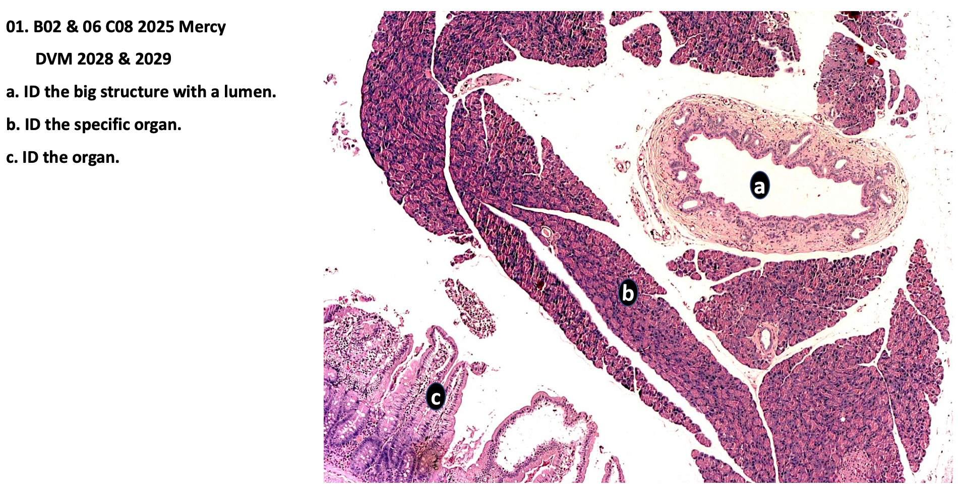 <p>c. ID the organ</p>