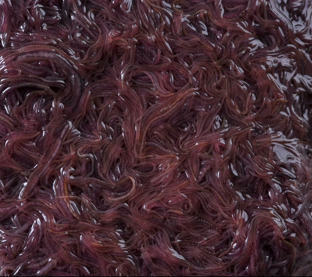 <p>oligochaetes; live in sludge and looks like sludge</p>